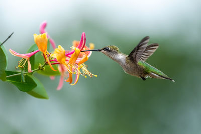 Close-up of hummingbird pollinating on flower