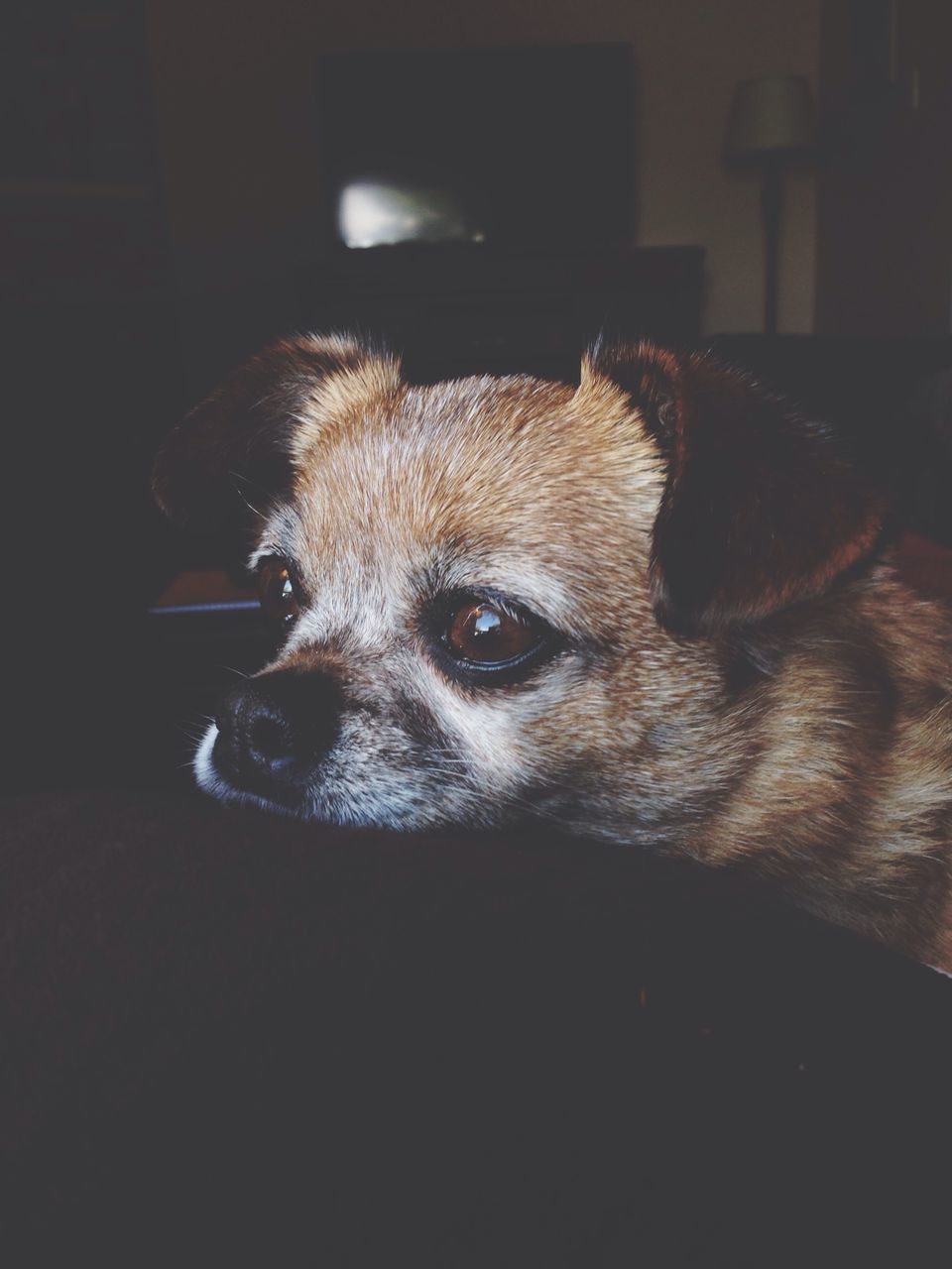 one animal, animal themes, indoors, pets, domestic animals, dog, mammal, close-up, animal head, portrait, looking at camera, animal body part, relaxation, home interior, no people, front view, focus on foreground, sitting, snout