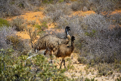 Emu walking in the bush