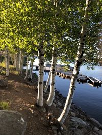 Trees by lake in forest