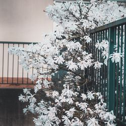 Close-up of white flowering plants against wall