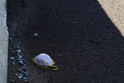 High angle view of shell on road