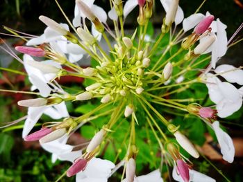 Close-up of white flowering plants