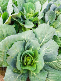 Top view of young fresh green cabbage, maturing heads grow 