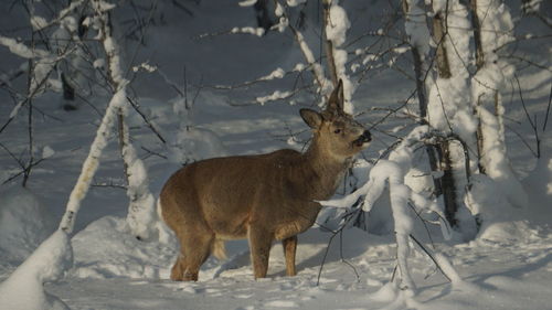 Deer standing on snow covered field