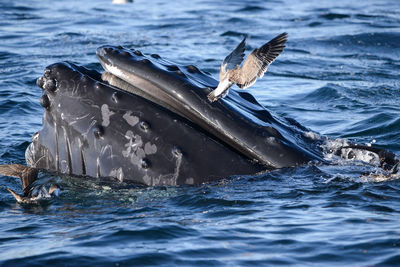 Birds flying over whale in sea