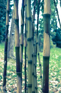 Close-up of tree trunk