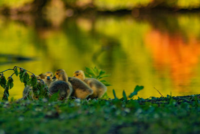 Goslings in a lake