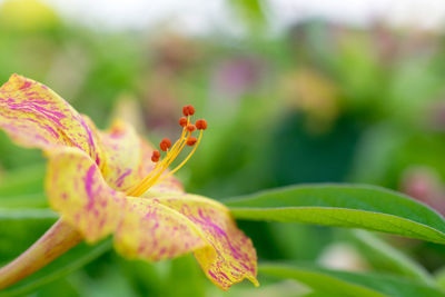 Close-up of fresh flower