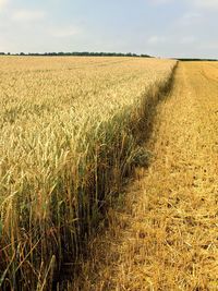 Crops growing on field against sky