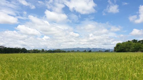 Scenic view of agricultural field against sky