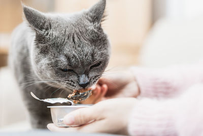 Close-up of hand holding cat