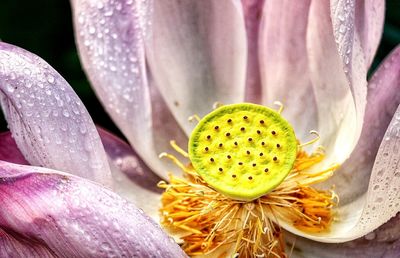 Close-up of yellow flower