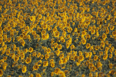 Close-up of yellow flowers blooming in garden