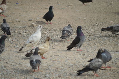 High angle view of pigeons