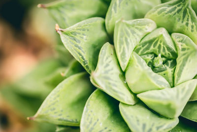 Macro shot of green leaves
