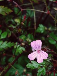 Close-up of pink flower