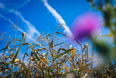 Low angle view of plants against blue sky