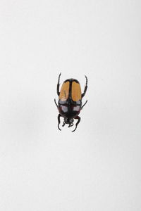 Close-up of insect on white background