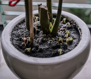 High angle view of potted plants