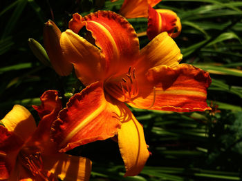 Close-up of day lily blooming outdoors