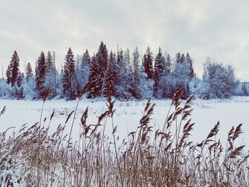 Trees on snow covered field against sky