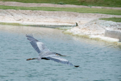 Seagulls flying over lake