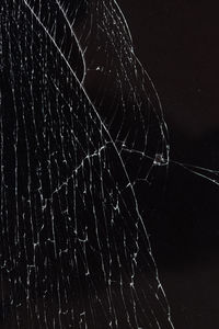 Close-up of spider web against black background