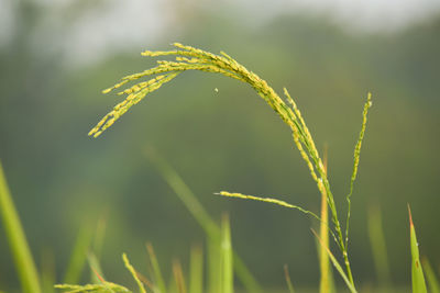 Close-up of grass growing on field