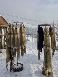 Dead foxes hanging on strings against sky during winter