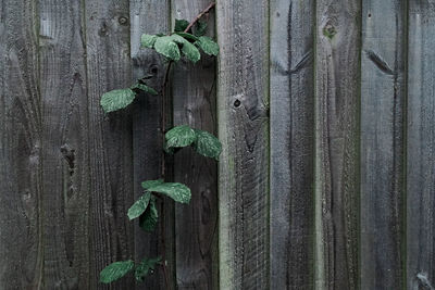 Close-up of ivy on wood