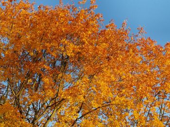 Low angle view of autumnal trees against clear sky