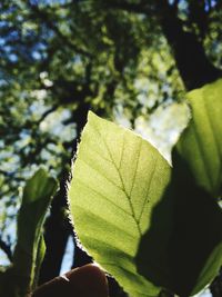 Close-up of leaves