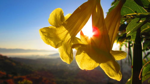 Close-up of yellow flower