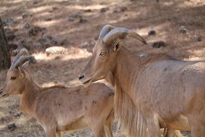 Goat with kid on field