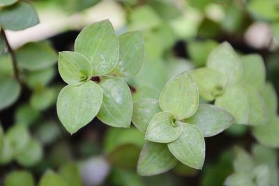 Close-up of plant