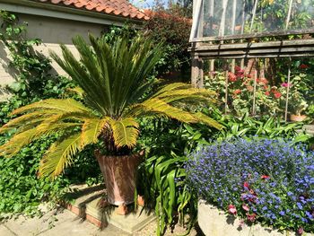 Potted plants against trees