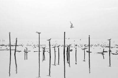 View of birds flying against sky