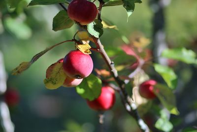 Close-up of berries growing on tree