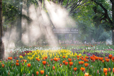 Close-up of fresh tulip flowers in garden