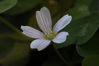 Close-up of purple flowering plant