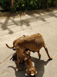 High angle view of an animal on street