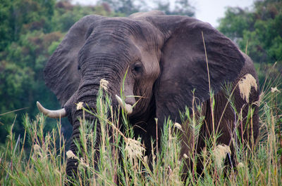 African elephant standing amidst grass