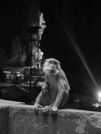 Portrait of monkey on wall at night