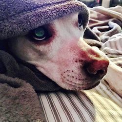 Close-up portrait of dog