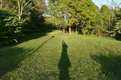 Shadow of tree on grass