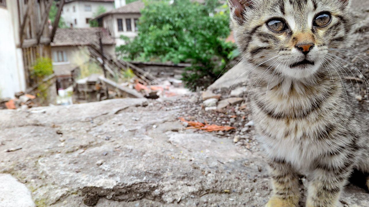 animal themes, one animal, domestic cat, mammal, animals in the wild, cat, wildlife, portrait, looking at camera, domestic animals, close-up, feline, focus on foreground, outdoors, whisker, pets, day, no people, alertness, nature