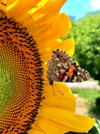 Close-up of butterfly on yellow flower