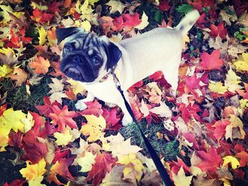 High angle view of dog on autumn leaves