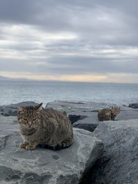 Cat lying on rock by sea against sky